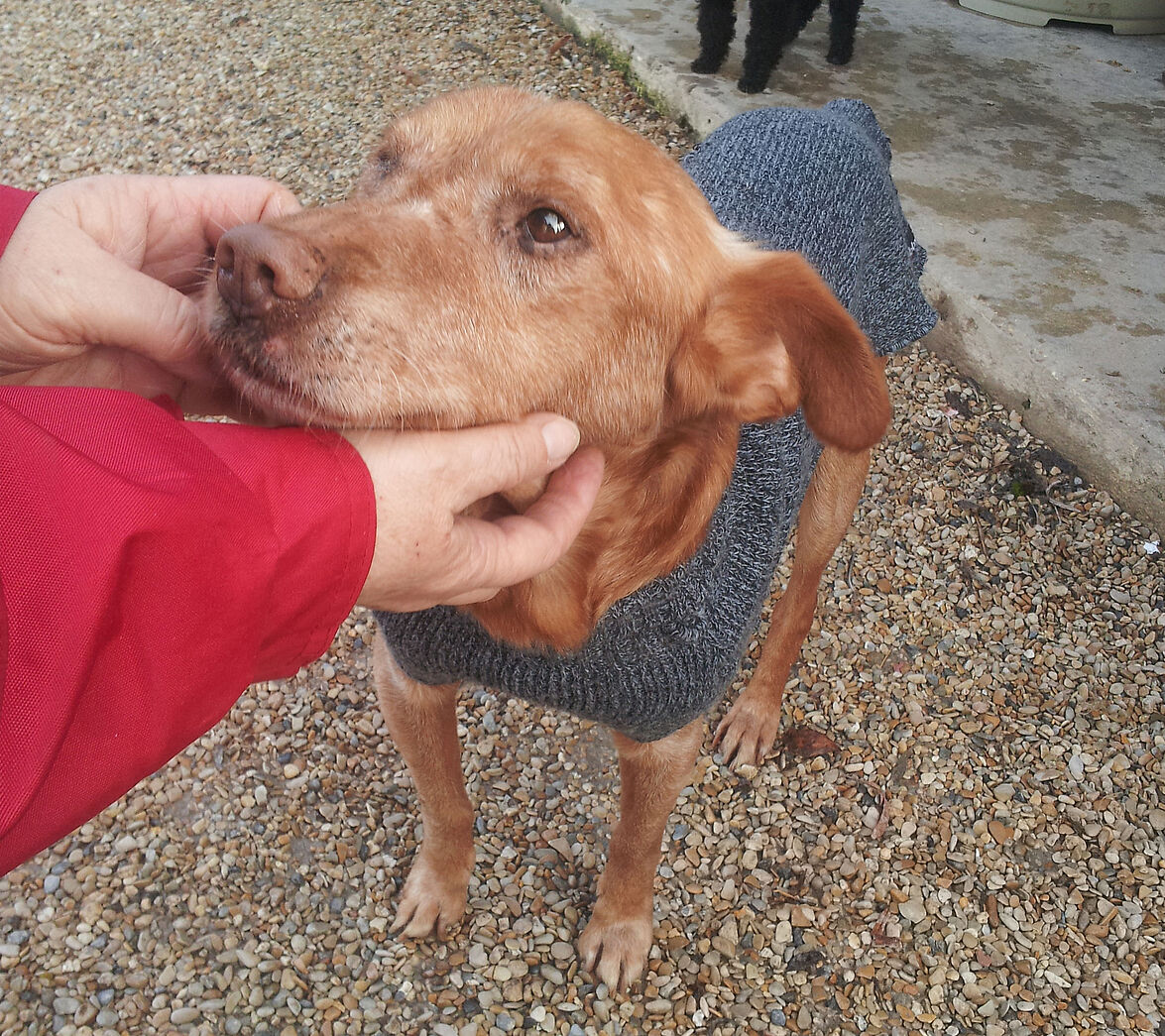 Un chien perd un oeil, plainte de la Fondation