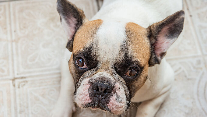 Il jette son chien du 5e étage. L’homme jugé aujourd’hui en comparution immédiate !