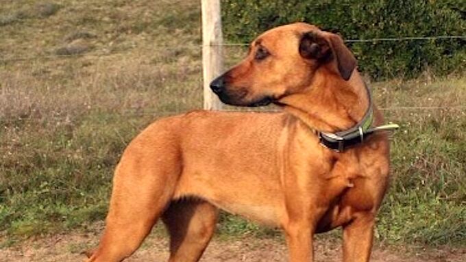 Encore un chien blessé par une arme de chasse... La série noire continue. Réagissons !