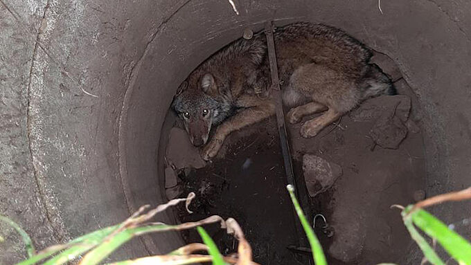 Tombé dans un puits, un loup sauvé par des pompiers en Allemagne !