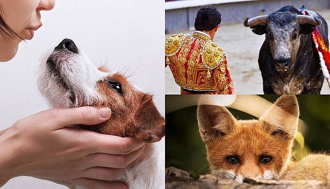 Reha Hutin met en ligne des pétitions pour le bien-être animal sur le site de l’Assemblée nationale. Partagez et signez !