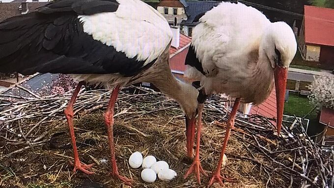 Un an après l’incroyable élan de solidarité pour les sauver, suivez en direct la vie mouvementée des cigognes de Mladé Buky