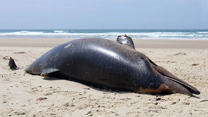 10.000 dauphins meurent chaque année dans les filets de pêche en France. Contre ce fléau, le gouvernement exclut la seule mesure efficace