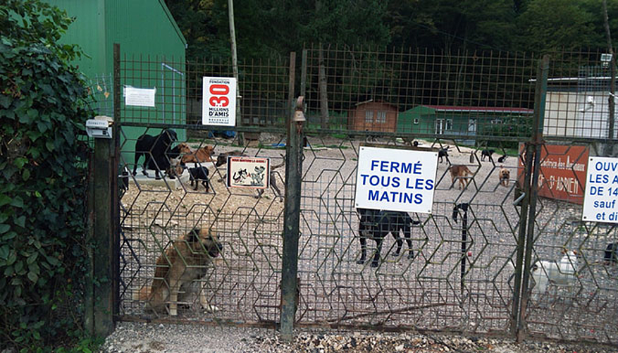 Les chiens remercient les donateurs de la Fondation 30 Millions d'Amis. © SPA de Gray et Haute-Saône