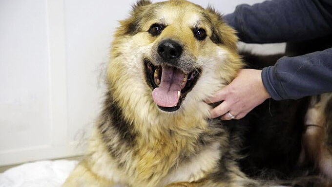 Il avait traîné sa chienne à l’arrière d’une camionnette, il a été condamné