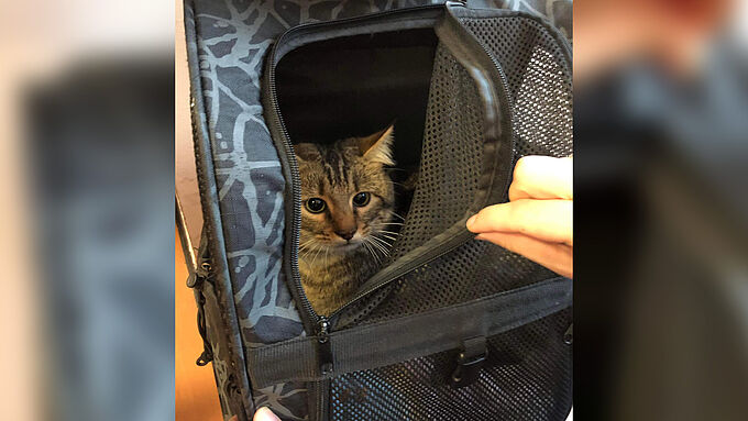 Trouvé à la gare Montparnasse, ce chat a retrouvé son maître grâce aux agents de la SNCF