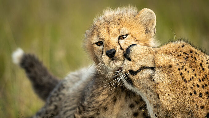 Observer la vie animale sans la perturber : une tendance du confinement à généraliser