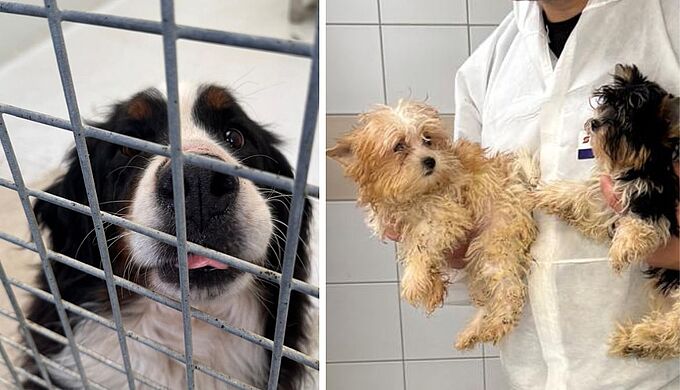 Des chiens d'un élevage non déclaré ont été sauvés par la Fondation 30 Millions d'Amis
