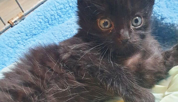 6 chats torturés près de Lyon, la Fondation 30 Millions d’Amis porte plainte