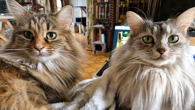 Maya et Ruby : 3 ans après leur sauvetage, ces deux chattes vivent dans le bonheur
