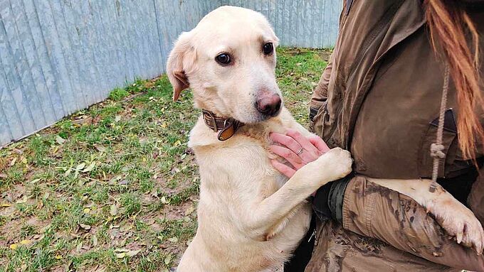 Constamment attaché dehors, ce labrador secouru par la Fondation 30 Millions d’Amis