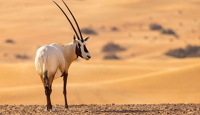 4 espèces « sauvées » de l’extinction… ou quand la préservation paye !