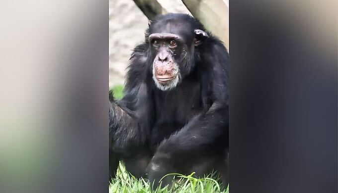 Yoko, le chimpanzé captif en Colombie, est désormais dans un sanctuaire au Brésil