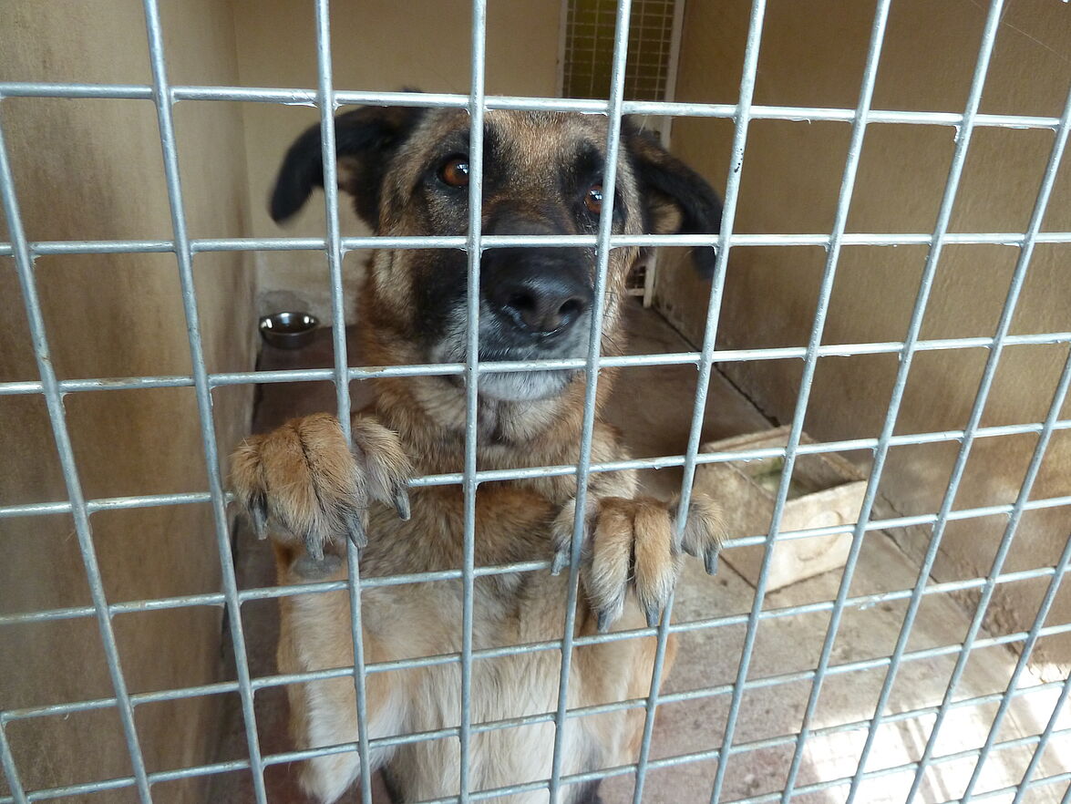 Environnement. Les chiens et les chats plus mauvais pour l'environnement  que des grosses voitures?