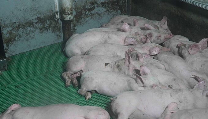Lidl visé par L214 pour mauvais traitements dans 2 élevages de cochons