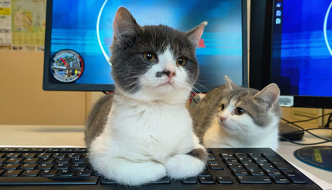 L’émouvant sauvetage de 4 chatons par les gendarmes de l’Allier