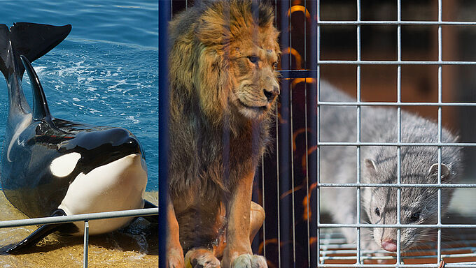 Après leur rencontre avec F. de Rugy, les ONG exigent des mesures fortes et concrètes