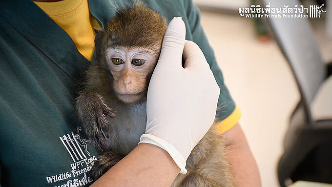 Animaux sauvages en Thaïlande : la Fondation débloque une aide d'urgence pour un refuge éprouvé par la crise sanitaire
