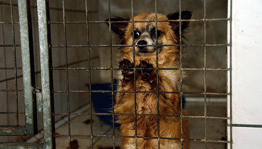 Les animaux sont traumatisés. © Fondation 30 Millions d'Amis