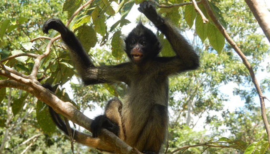 Ce singe atèle belzebuth est en réhabilitation dans la forêt de Shiringal. © Ikamapérou