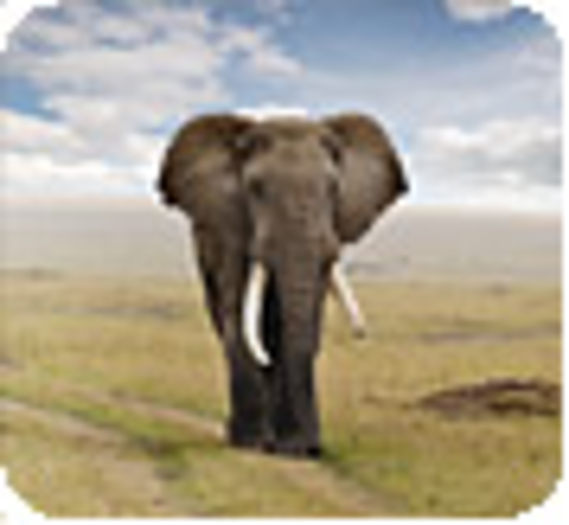 L'Onu s’intéresse à la commercialisation légale de l’ivoire