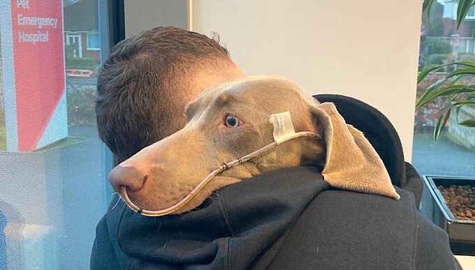 L’incroyable combat de Rambo, une chienne qui a trompé la mort
