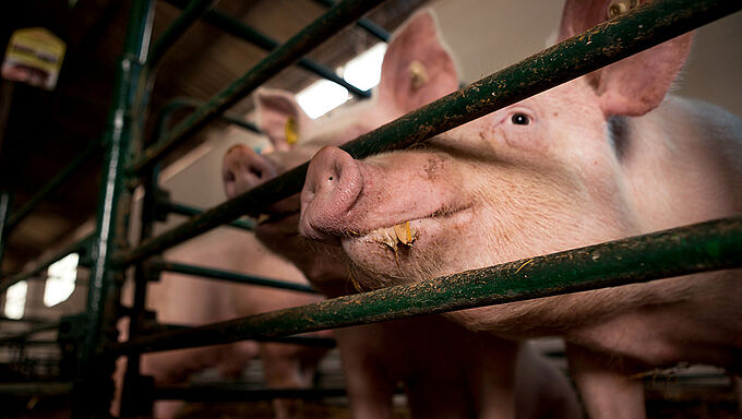 Référendum pour les animaux, 6 mesures phares contre la souffrance animale. Engagez-vous à nos côtés !