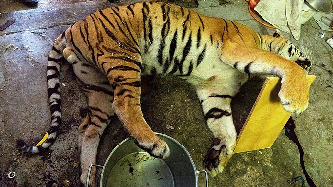 Trafic de tigres : l’Europe a (aussi) sa part de responsabilité