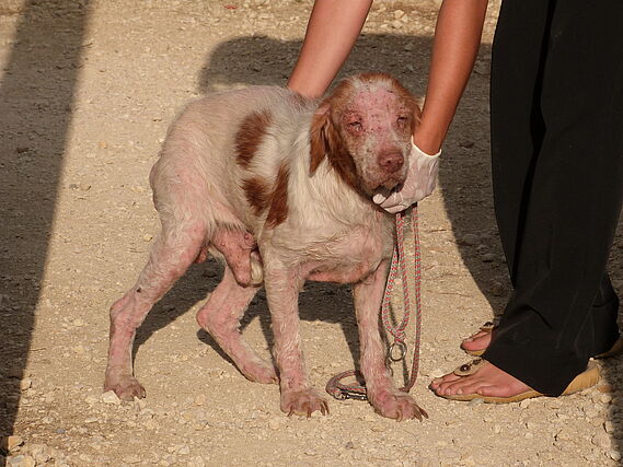 Le calvaire de deux chiens abandonnés en plein soleil