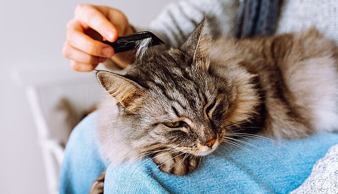 Votre chat perd ses poils, que faire ? 30 Millions d'Amis vous dit tout !