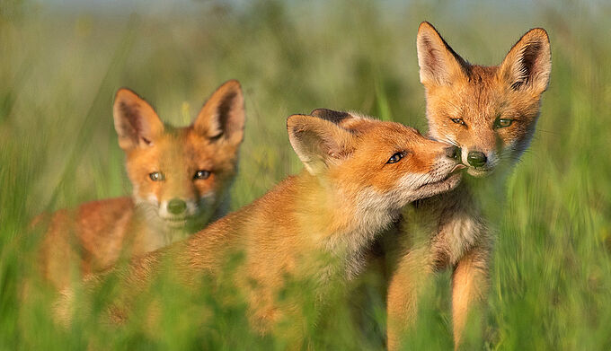 Renards de la Celle-Saint-Cloud : la justice donne raison aux défenseurs des animaux !