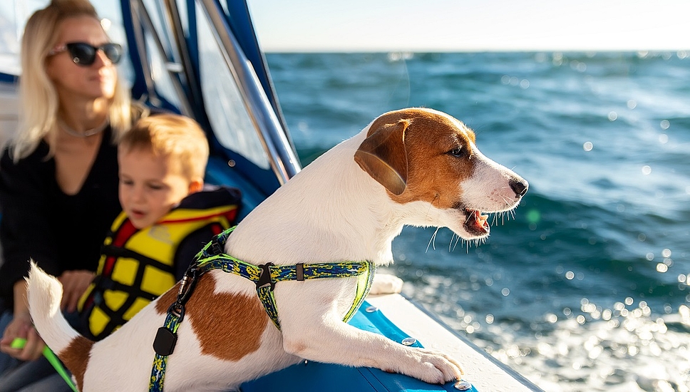 Eté 2022 : préparez vos vacances avec vos animaux de compagnie sur la plateforme Vacances entre Amis