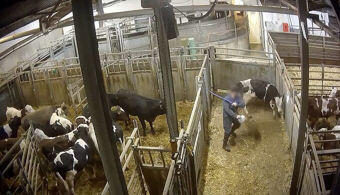 Une nouvelle plainte de L214 contre un abattoir Bigard
