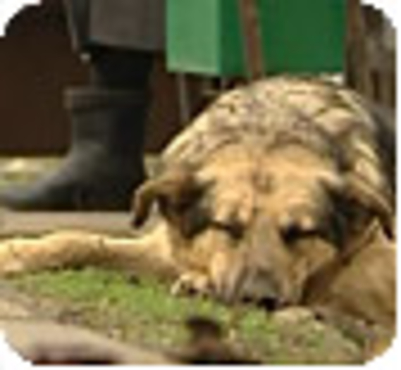 Euro 2012 : L'Ukraine massacre ses chiens errants (Vidéo)