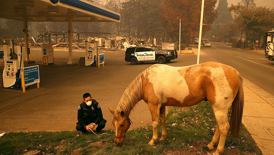 Un policier s'occupe d'un cheval trouvé errant. © GETTY IMAGES/ JUSTIN SULLIVAN 