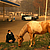 Un policier s'occupe d'un cheval trouvé errant. © GETTY IMAGES/ JUSTIN SULLIVAN 