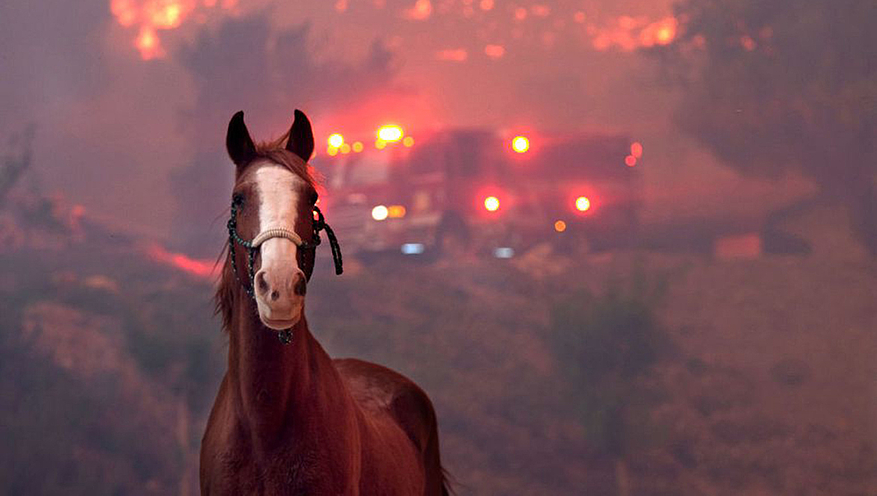 Les chevaux ont été évacués aussi. © GETTY IMAGES/ MATTHEW SIMMONS
