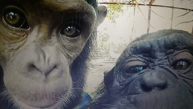 Après des années dans un zoo, deux chimpanzés libérés !