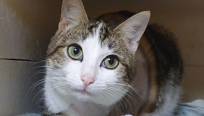 Un chat mutilé par un piège à mâchoires, fin d'une 