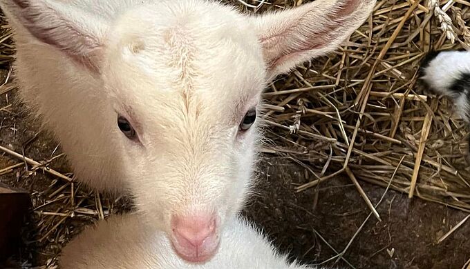 200 chevreaux à adopter pour éviter l’abattoir