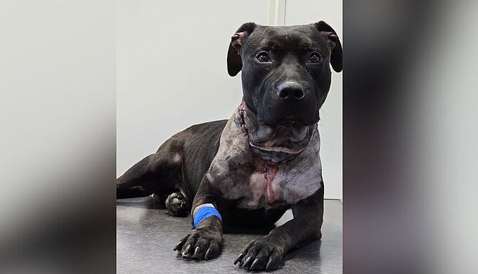 Ce chien retrouvé égorgé dans une valise a survécu !