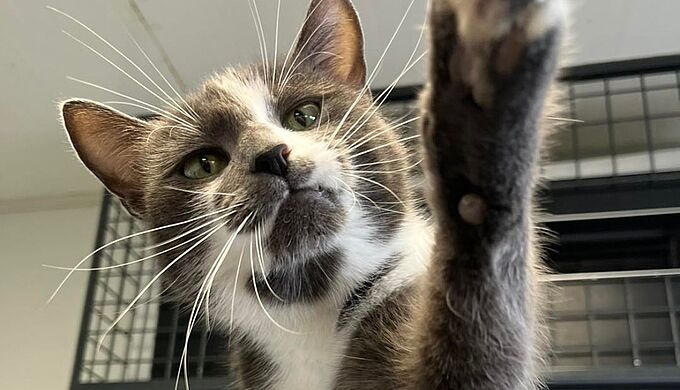 Retrouvée le visage ensanglantée, Mya opérée… et adoptée !