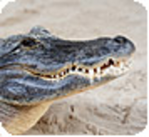 Bornéo : un crocodile sauvé d'un zoo délabré