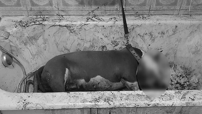 Encore un chien retrouvé poignardé ! 30 Millions d'Amis porte plainte pour la 2nde fois en 48h...