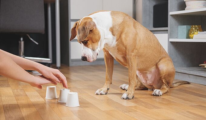 Divertissez vos animaux pendant le confinement. Toutes nos astuces !