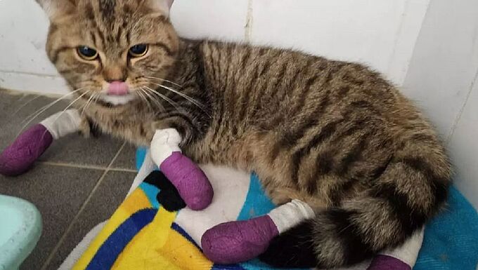 Un homme arrêté pour avoir traîné un chat derrière son vélo