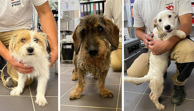 Ces  trois chiens ont réchappé à l’euthanasie