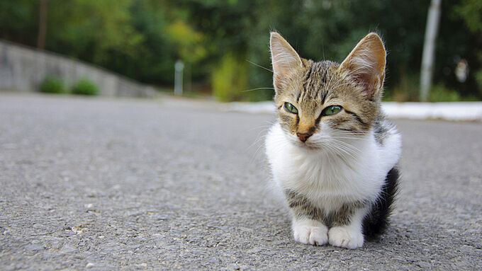 Que faire si on trouve un animal ?