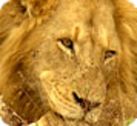 Trois lions sauvés des griffes d'un cirque par la Fondation 30 Millions d'Amis