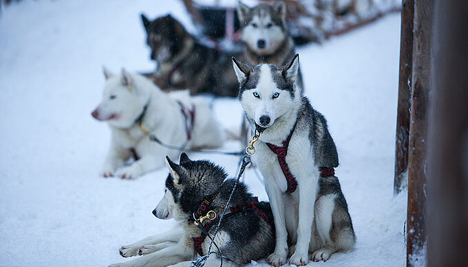 Les huskies victimes du tourisme de masse en Laponie